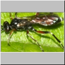 Cryptinae spp - Schlupfwespe 83c 8mm Hasbergen-Lehmwiese fdet02.jpg